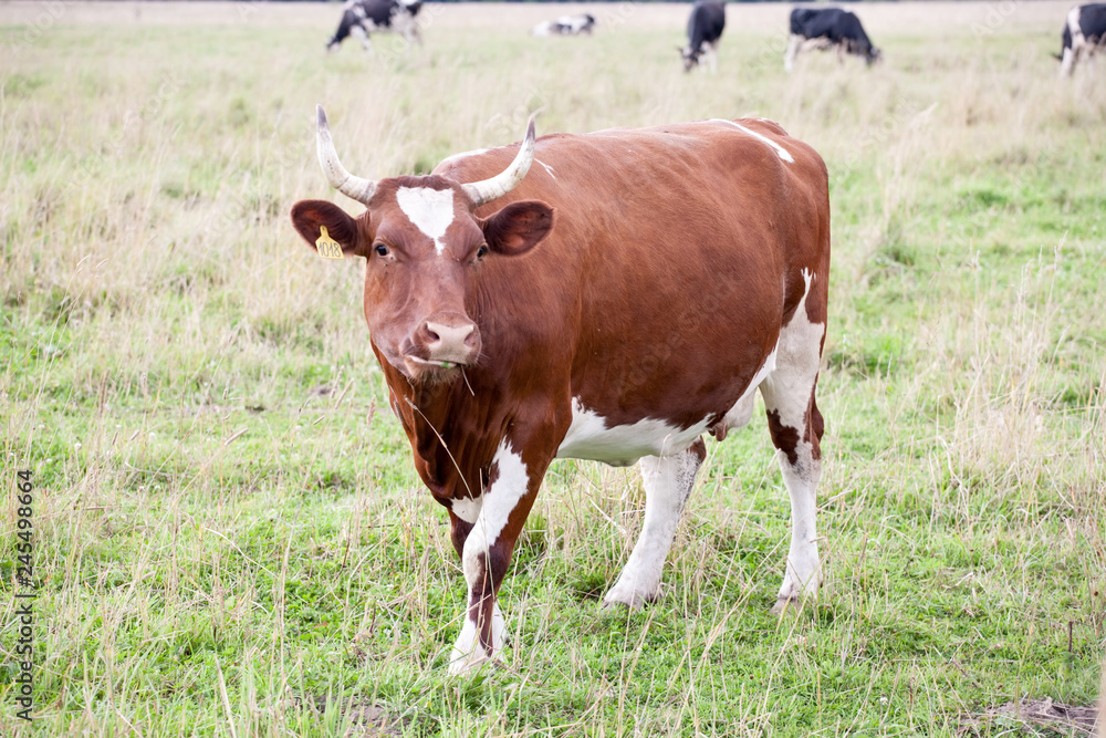 full-size brown cow view on green grass pasture