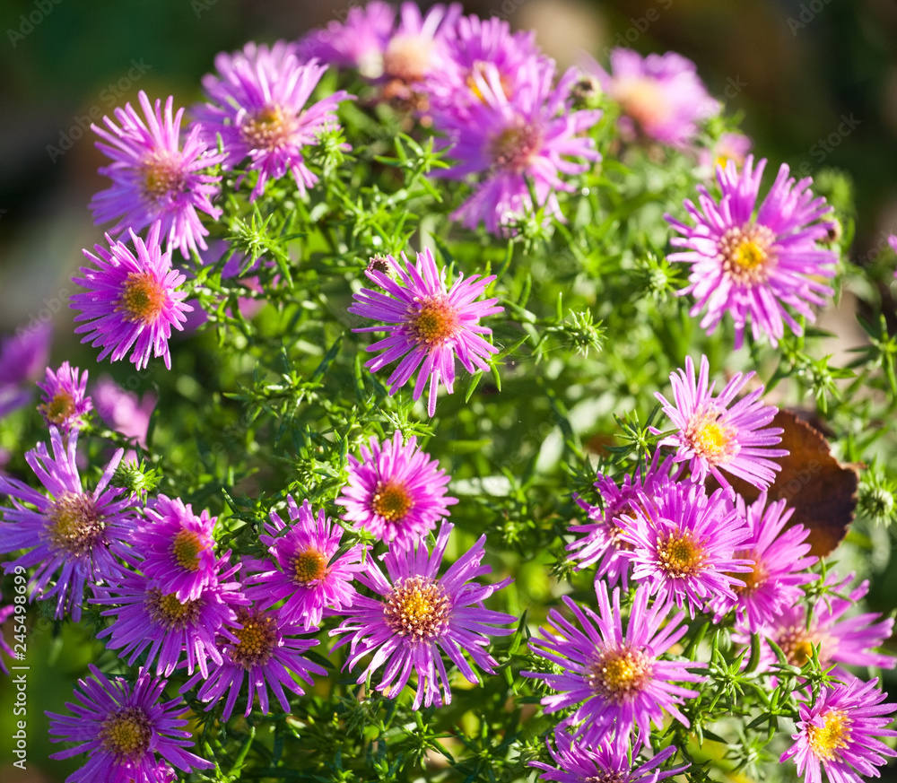 autumn aster flowers pattern sunny closeup view autumn aster flowers pattern sunny closeup view