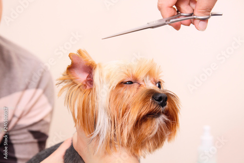 Yorkshire Terrier getting his hair cut