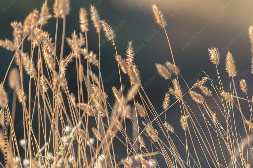 Fototapeta premium Dry grass with a beautifully blurred sea background
