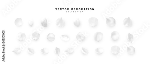 Flower petals realistic light colors, isolated on white background. Leaf floral,