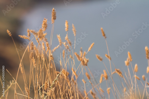 Selective soft focus of dry grass  reeds  stalks blowing in the wind