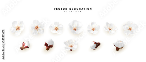 Flower blossom sakura. Design of realistic floral buds isolated on white background