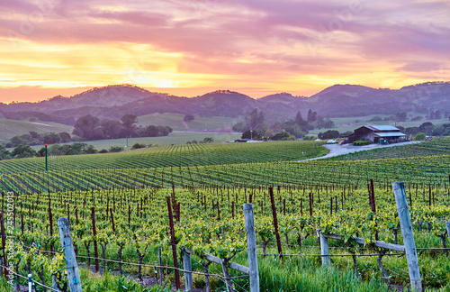 Vineyards at sunset in California, USA photo