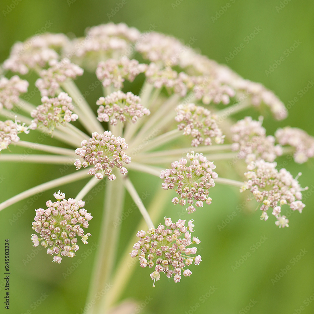 beautiful funny plant flowering in summer field beautiful funny plant flowering in summer field