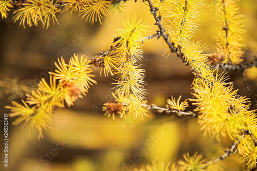Yellow branch of larch tree
