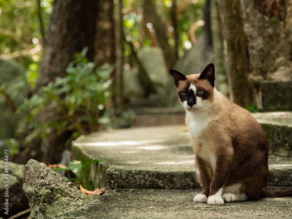 brown cat in outdoor brown cat in outdoor