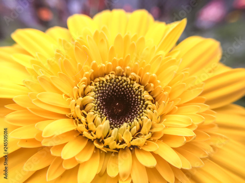 close up of yellow flower blooming in garden