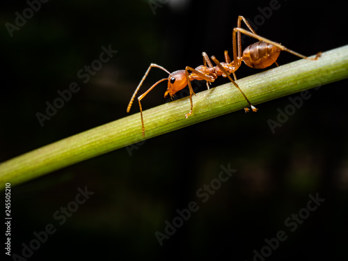 red ant in wildlife