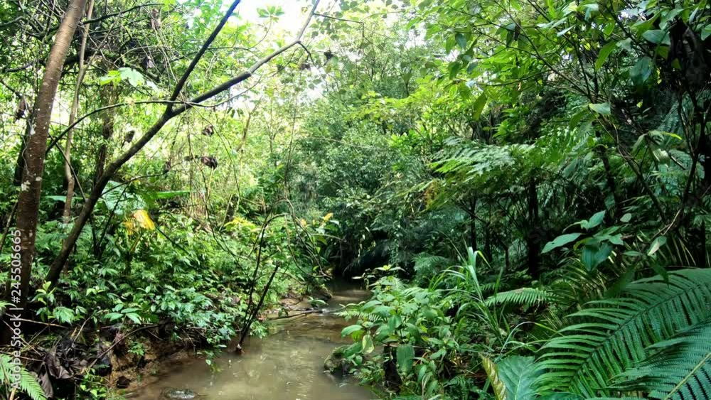 4K, River of jungle forest in Taiwan. Mangrove swamp and tropical vegetation. Beautiful rainforest mountain river flowing down through trees and leaves of plants.-Dan 4K, River of jungle forest in Taiwan. Mangrove swamp and tropical vegetation. Beautiful rainforest mountain river flowing down through trees and leaves of plants.-Dan