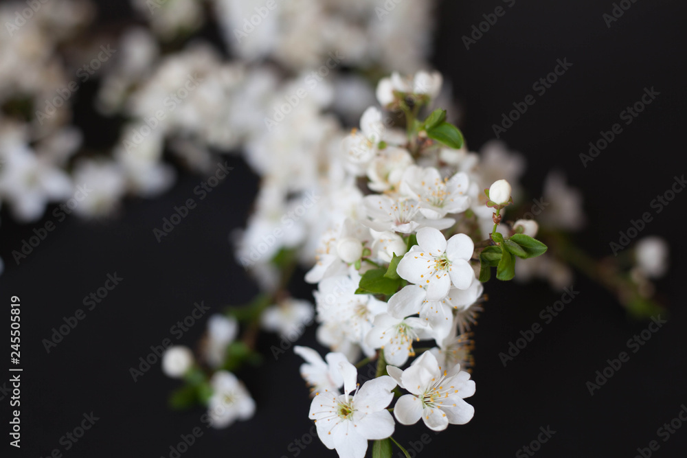 Apple flowers on a black background