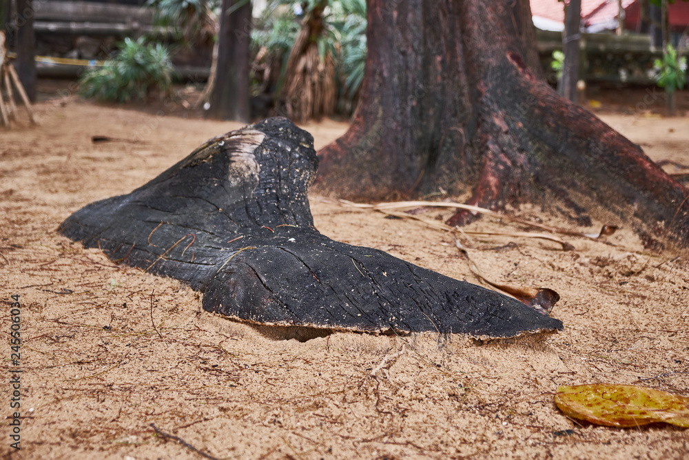Burnt tree root on the beach in Thailand Burnt tree root on the beach in Thailand