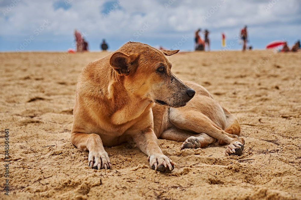 Stray dog on the beach in thailand Stray dog on the beach in thailand