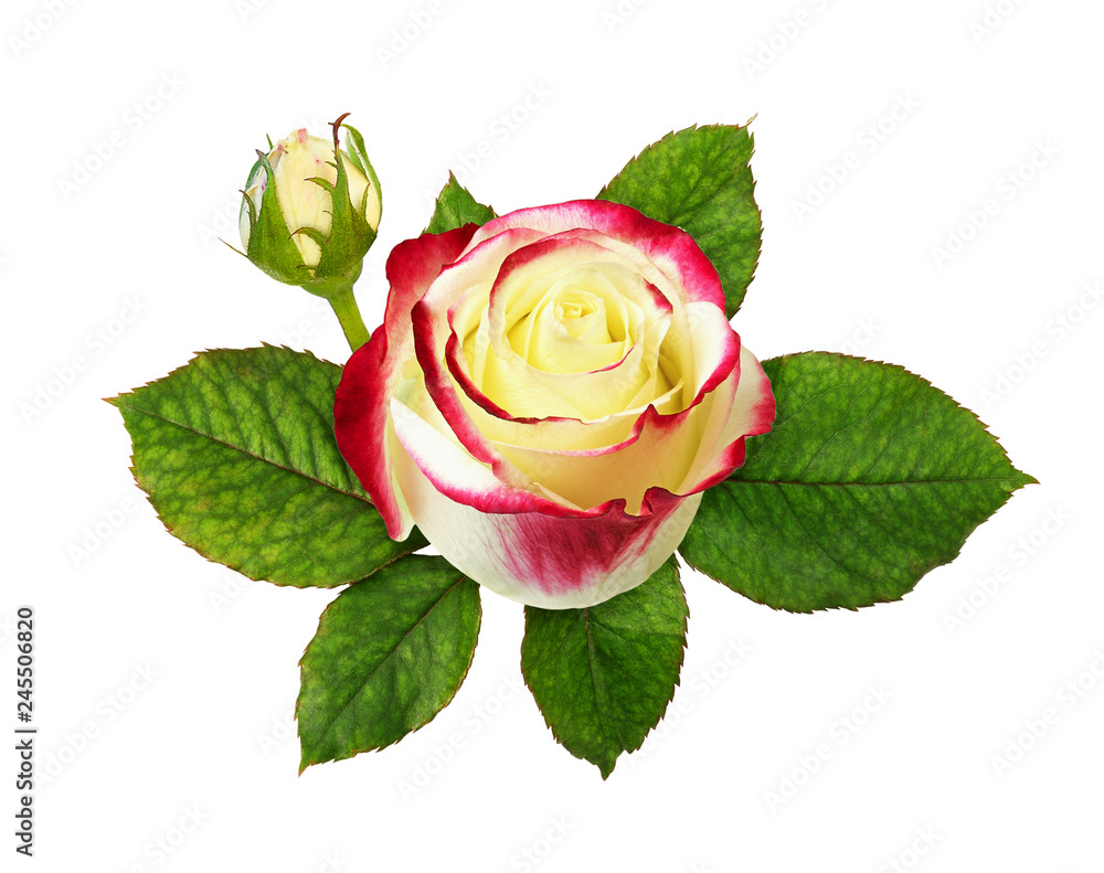 Naklejka premium Red and white rose flower with green leaves
