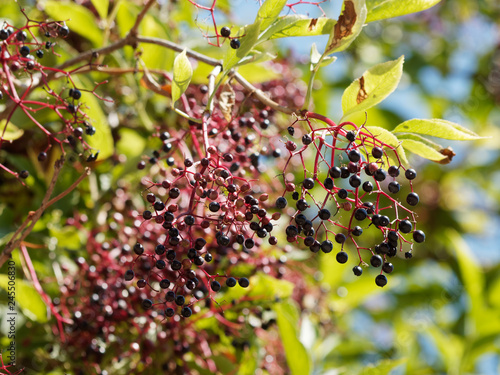 Sambucus nigra - Fructification en grappes pendantes de baies noires violacées du sureau noir  photo