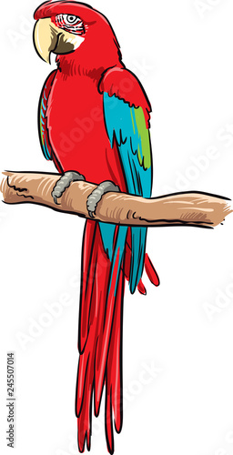 Parrot ara. Vector