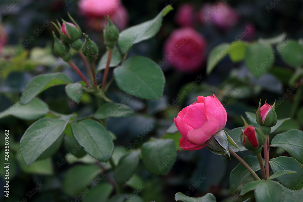 Romantic pink blooming roses and buds in the summer garden Romantic pink blooming roses and buds in the summer garden