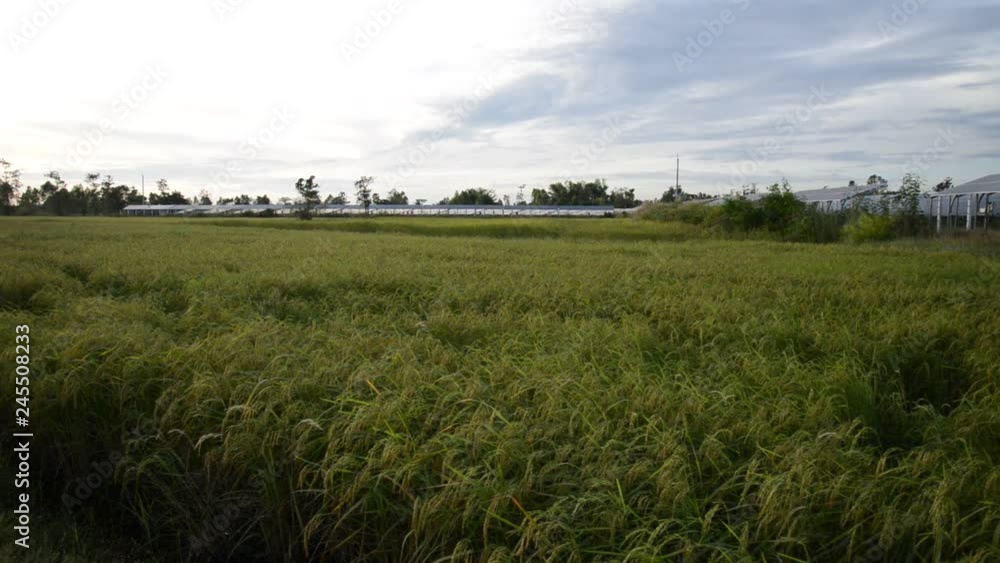 field, sky, landscape, grass, nature, green, meadow, agriculture, countryside, blue, rural, summer, cloud, country, wheat, farm, spring, tree, clouds, plant, land, horizon, environment, grain, outdoor field, sky, landscape, grass, nature, green, meadow, agriculture, countryside, blue, rural, summer, cloud, country, wheat, farm, spring, tree, clouds, plant, land, horizon, environment, grain, outdoor