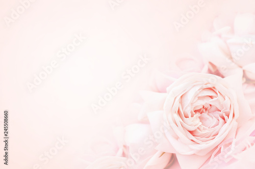 Summer blossoming delicate rose on blooming flowers festive background  pastel and soft bouquet floral card  selective focus  toned 