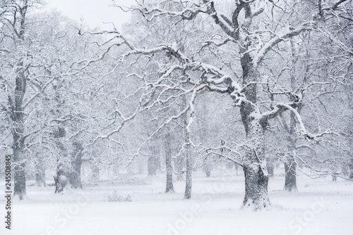 Snowfall in the Oak Tree Pasture
