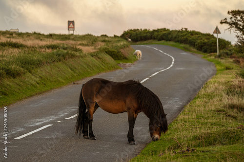 A wild Exmoor Pony and a sheep, seen on Porlock Hill in Somerset, England, UK