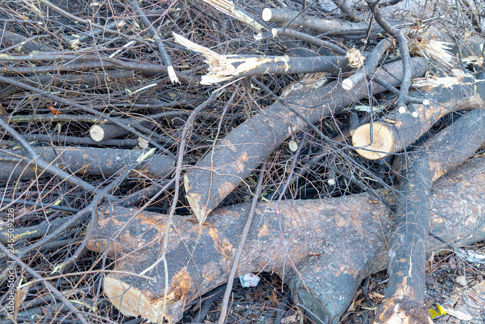 Trees cut and damaged Trees cut and damaged