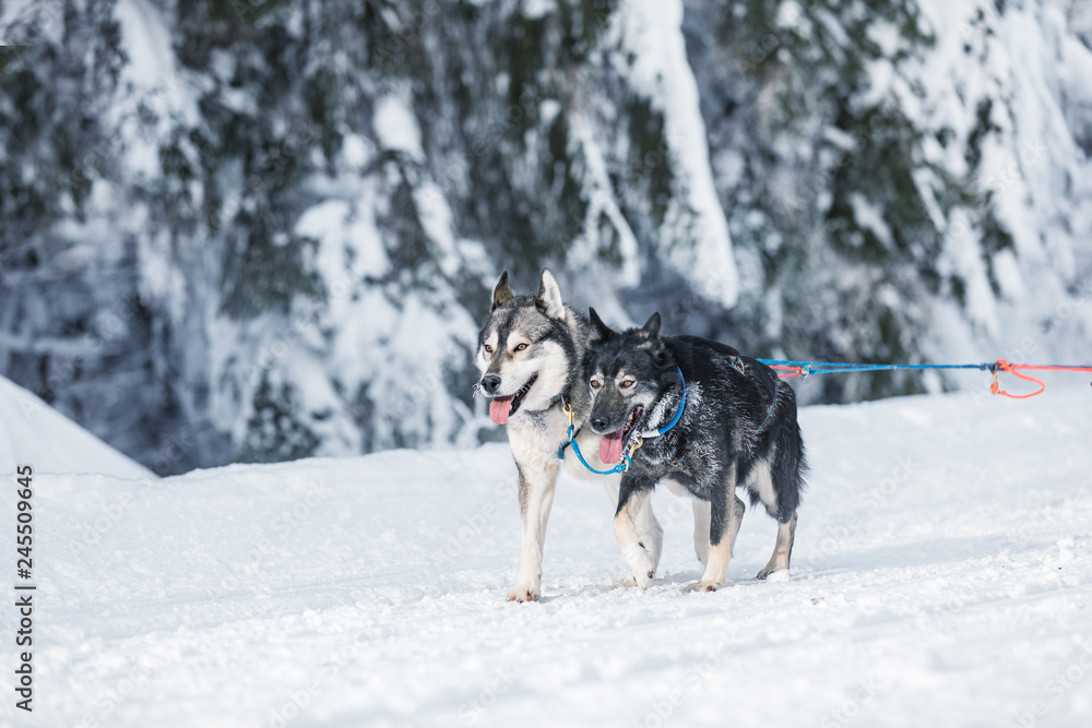 A team of four husky sled dogs running on a snowy wilderness road. Sledding with husky dogs in winter czech countryside. Group of hounds of dogs in a team in winter landscape. A team of four husky sled dogs running on a snowy wilderness road. Sledding with husky dogs in winter czech countryside. Group of hounds of dogs in a team in winter landscape.