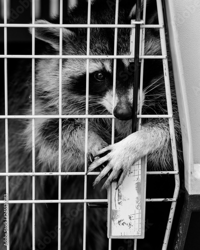 Raccoon trapped in cage trying to escape