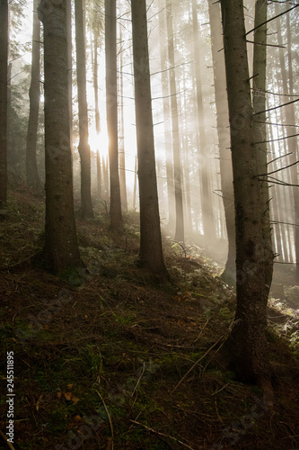 The sun's rays break through the fog