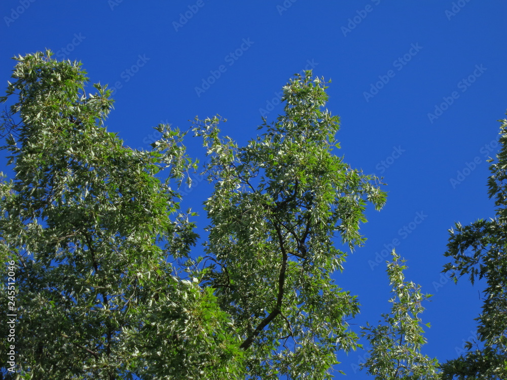 Fototapeta premium Branches with green foliage against a blue sky