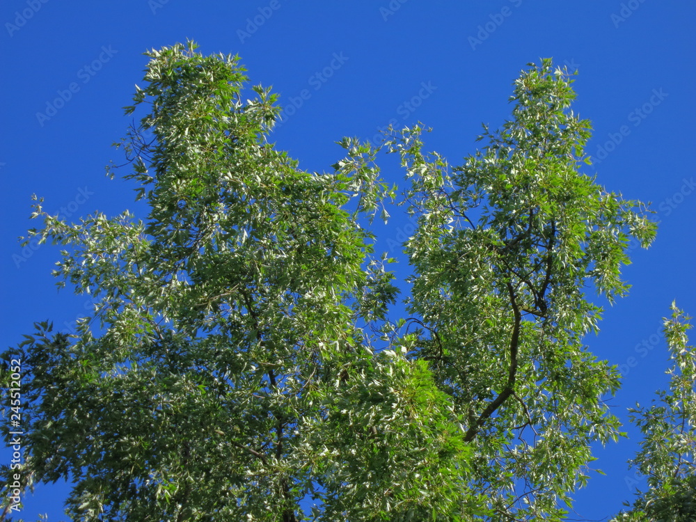 Branches with green foliage against a blue sky