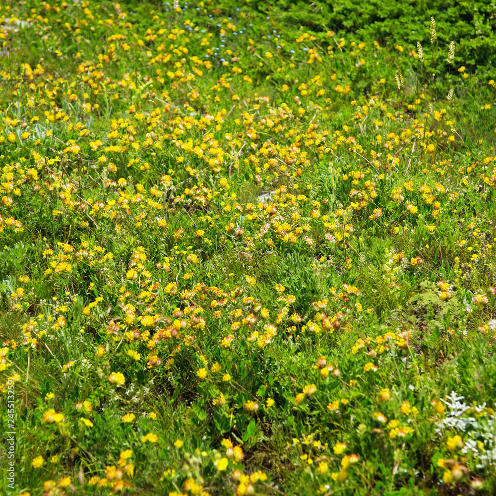 View of blooming field with a yellow flowers