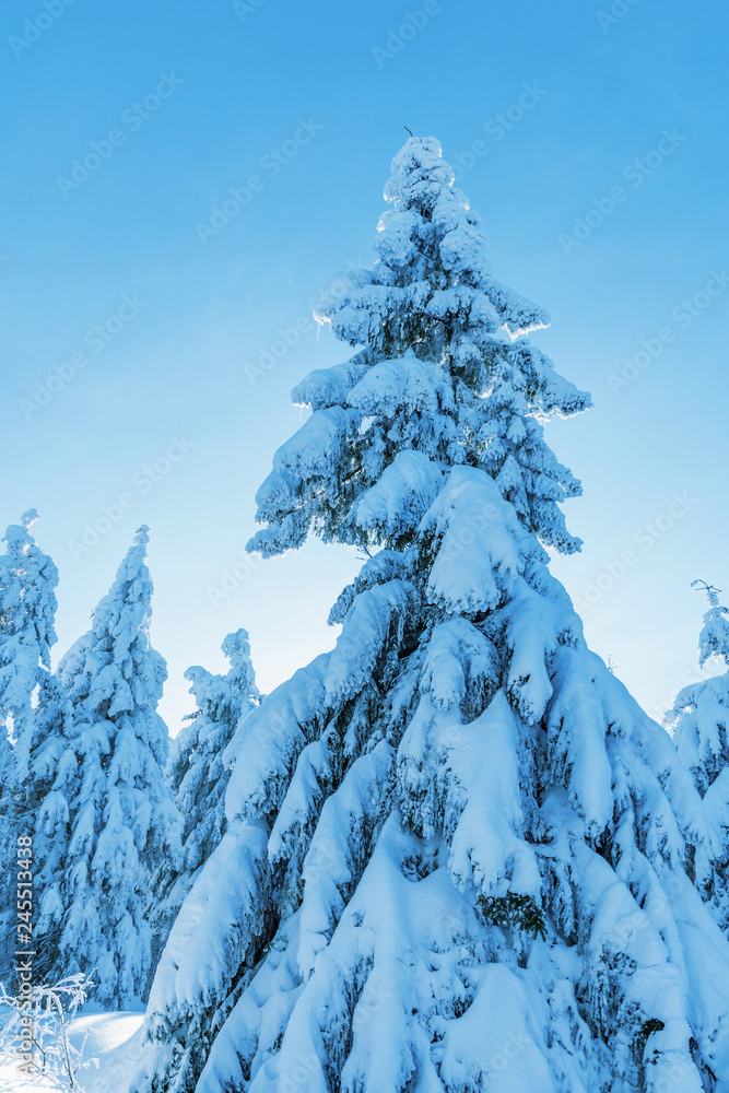 Snowy trees in winter landscape Orlicke mountains, Czech Republic