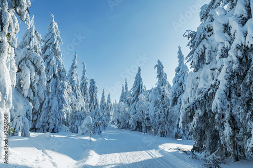 Snowy trees in winter landscape Orlicke mountains, Czech Republic photo