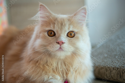Close up of cute orange cat