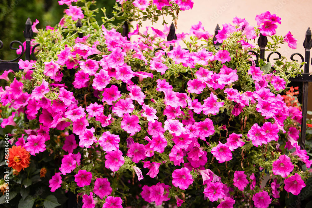 Fototapeta premium Beautiful spring petunia flower for background