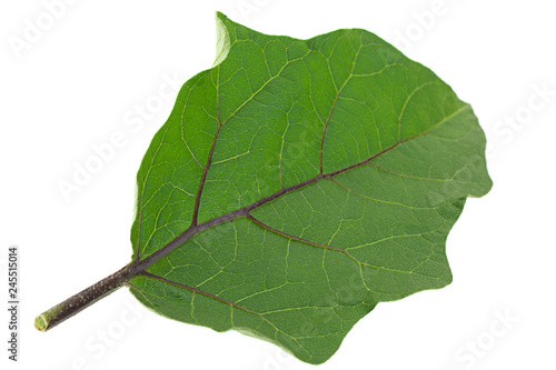 Eggplant leaf closeup on white