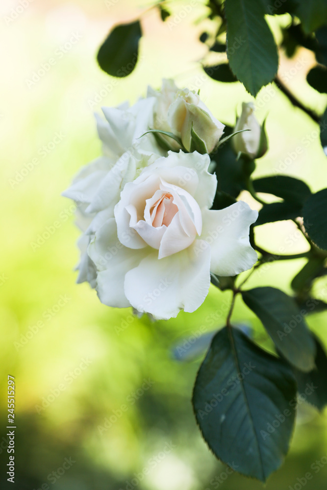 English rose garden English rose garden