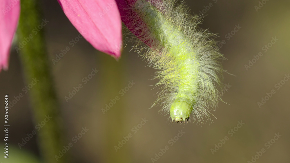 Obraz premium Fluffy green caterpillar hung on the edge of the petal of pink echinacea