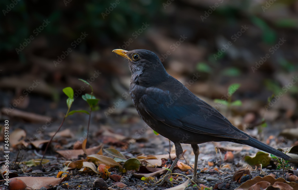 Chinese Blackbird on the ground in nature.
Chinese Blackbird on the ground in nature.