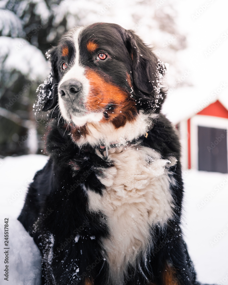 Bernese mountaindog winter 