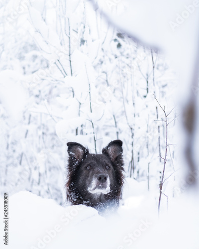 Black mixed breed dog in snowy forest