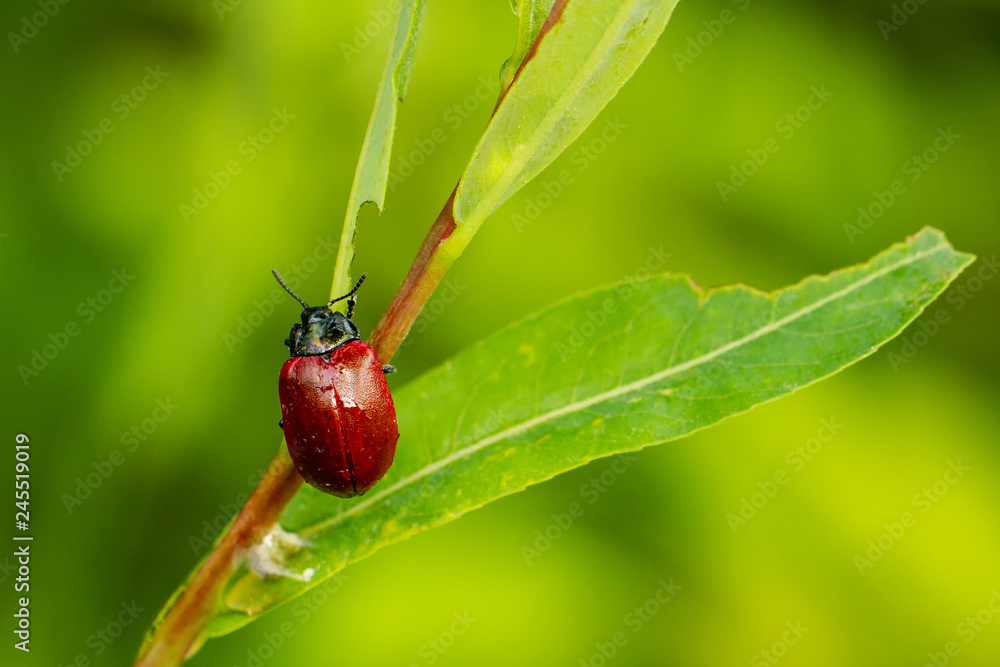 Fototapeta premium Pappelkäfer
