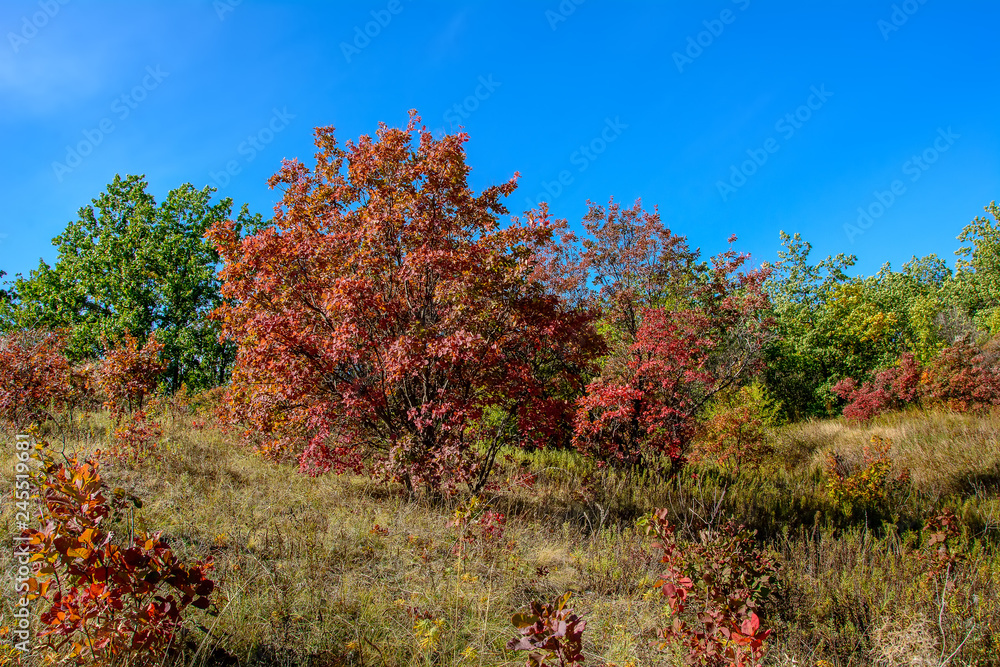Autumn landscape with bright leaves of trees near Russian-Orlovka in Donbass 8