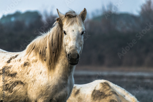 Portrait of a wild camargue horse in a lagoon environment on the adriatic coast