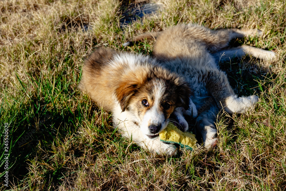 Fototapeta premium Two Small Fluffy Puppies Playing Outside on Green Grass Two cute sweet puppy playing Gorgeous puppies in the garden
