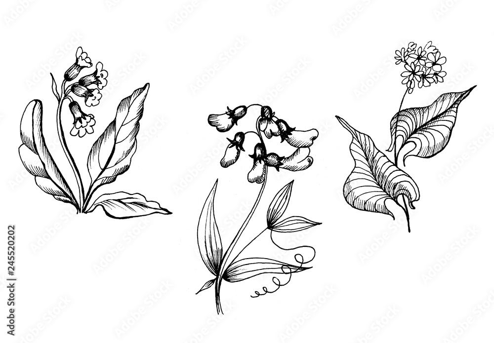 Botanical graphic set of wildflowers. Botanical graphic set of wildflowers.