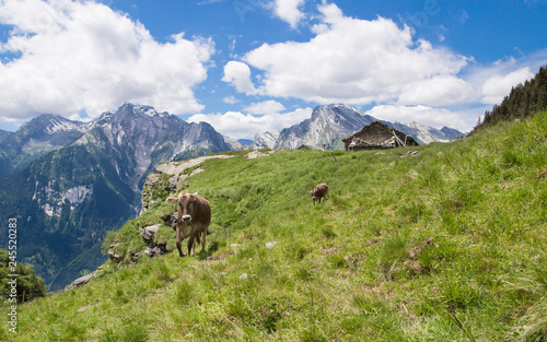 Fototapeta Naklejka Na Ścianę i Meble -  Happy cows in the Alps