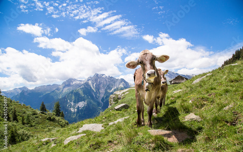 Happy cows in the Alps photo