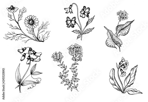 Monochrom graphic set of floral elements for design.